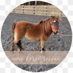 Shetland Pony, HD Png Download - chickadee png