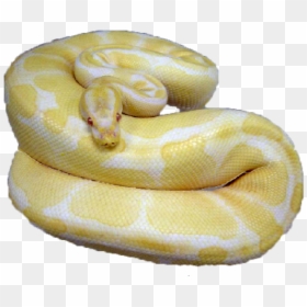 Burmese Python, HD Png Download - boa constrictor png