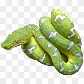 #afghanistan - Emerald Tree Boa Poisonous Snakes, HD Png Download - boa constrictor png
