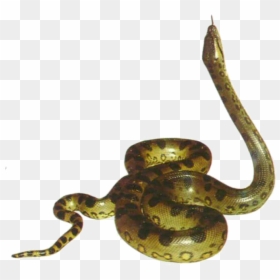 Anaconda Animal Snakes Png Transparent Images Clipart - Png Image Of Anaconda, Png Download - boa constrictor png