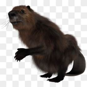 Beaver, Rodent, Animal, Mammal, Wildlife, Fur, Forest - Prairie Dog, HD Png Download - rodent png