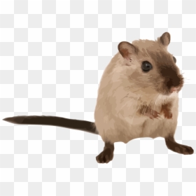 Fare,fawn,muridae - Mouse Animal, HD Png Download - rodent png