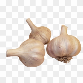 Garlic Clipart - Elephant Garlic, HD Png Download - veggie png