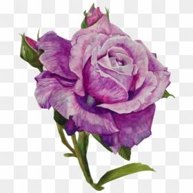 Floribunda, HD Png Download - flowers vintage png