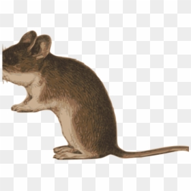 Mouse Biting Cliparts - Marsh Rice Rat, HD Png Download - rodent png