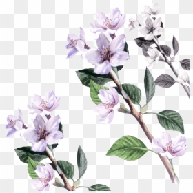 Flower Cartoon Transparent About Flowers,floral Vintage - Transparent Flowers Cartoon, HD Png Download - flowers vintage png