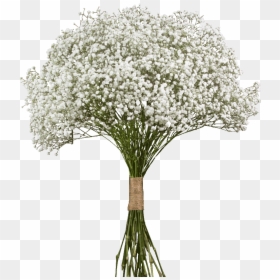Gypsophila Transparent, HD Png Download - flower bunch png