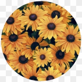 #sunflower #yellow #flower #plant #nature #green #yellowaesthetic - Photograph, HD Png Download - daisy outline png