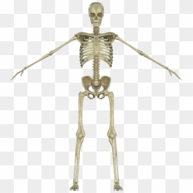 Human Skeleton, HD Png Download - png renders
