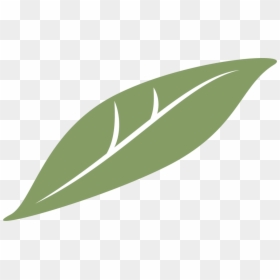 Clementine Global - Bay Laurel, HD Png Download - clementine png