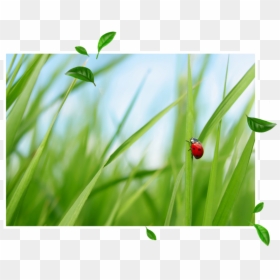 Sandy Kitchen E - Ladybug, HD Png Download - sandy png