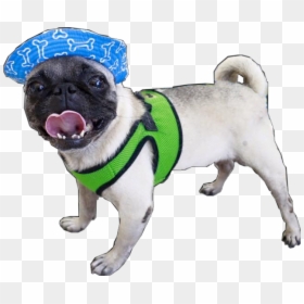 #pug #pugs #pugslife #beach #summer #playa #verano - Pug, HD Png Download - pugs png