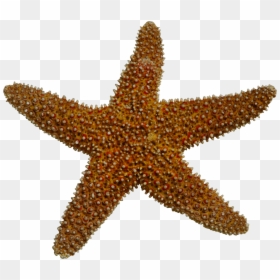 Starfish Sea Clip Art - Starfish Clipart Png, Transparent Png - starfish cartoon png