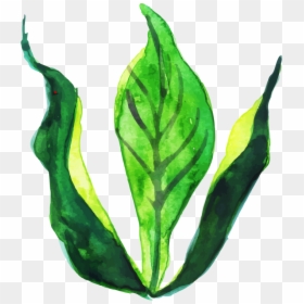 Illustration, HD Png Download - watercolor leaf png