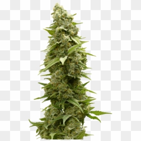 Indica And Sativa Weed, HD Png Download - feather boa png
