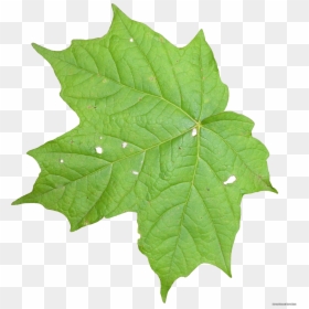 Transparent Maple Leaves Png - Transparent Leaf Texture Png, Png Download - green leaf icon png