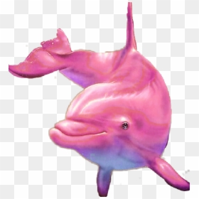 #pink #dolphin - Common Bottlenose Dolphin, HD Png Download - pink dolphin png