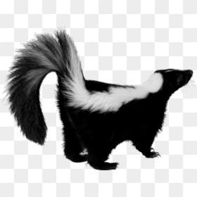 Skunk Png, Transparent Png - mickey mouse head outline png