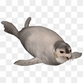 Animal Seal Png, Transparent Png - seals png