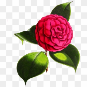 Camellia Flower - Beautiful Flowers Transparent Background, HD Png Download - japanese flowers png