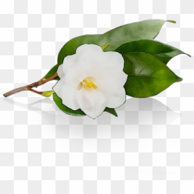 Camellia Free Photo Png Clipart - Camellia Sasanqua, Transparent Png - japanese flowers png