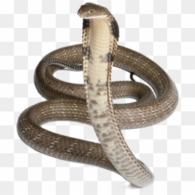 Snake Png Free Download - King Cobra White Background, Transparent Png - snake silhouette png