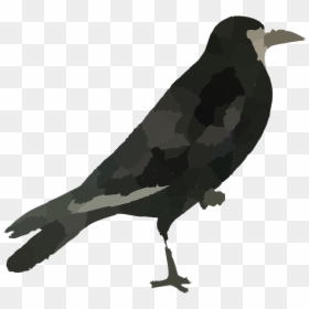 Raven Bird Png Hd - Common Raven, Transparent Png - raven bird png