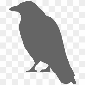 Crow Clip Art, HD Png Download - raven bird png