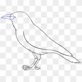 Clip Art For Free Download - Perching Bird, HD Png Download - raven bird png
