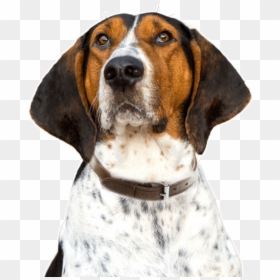 Treeing Walker Coonhound, HD Png Download - foxhound png