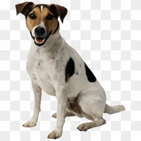 #png #dog #aww #cute #yawn #aww #adorable #kawaii #f4f - Transparent Picture Of A Dog, Png Download - foxhound png