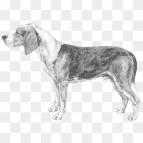 Beagle-harrier, HD Png Download - foxhound png