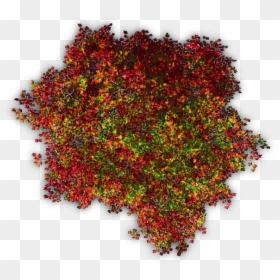 #trees #tree #blossoms #nature #red #autumn #topview - Colored Tree Top View Png, Transparent Png - bush top view png