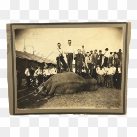 Vintage 1940 Dust Bowl Era Circus Elephant Shot Dead - Picture Frame, HD Png Download - circus animals png