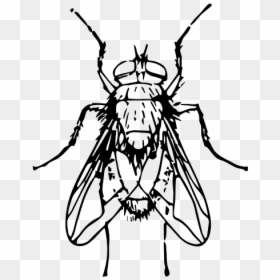 Blow Fly - Blow Fly Line Art, HD Png Download - fly.png