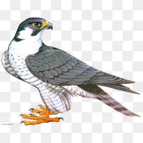 Peregrine Falcon Clipart Fly Bird - Clipart Falcon Png, Transparent Png - fly.png