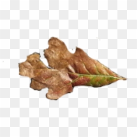 Fallen Oak Leaves - Gambel Oak, HD Png Download - photoshop brushes png