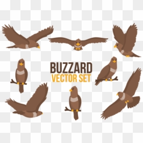 Buzzard Cartoons Vector - Buzzard Bird Cartoon, HD Png Download - wing vector png