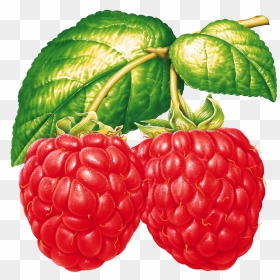 Raspberry Clipart, HD Png Download - latin png