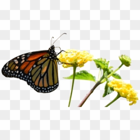 Monarch Butterfly, HD Png Download - mariposas volando png