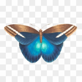 Thumb Image - Blue Vintage Butterfly Png, Transparent Png - mariposas volando png