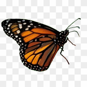 Interaccion Con El Ambiente Biologia, HD Png Download - mariposas volando png
