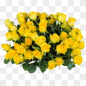 Happy Birthday Wishes In Yellow Roses, HD Png Download - png flowers vectors