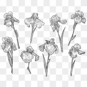 Png Flower Hand Drawn Transparent, Png Download - png flowers vectors