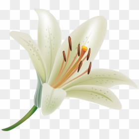 White Lily Flower Png, Transparent Png - white flower png