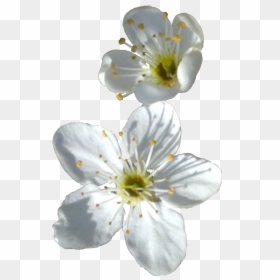 White Flowers Png Transparent, Png Download - white flower png