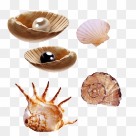 Real Sea Creatures Png, Transparent Png - pearl png