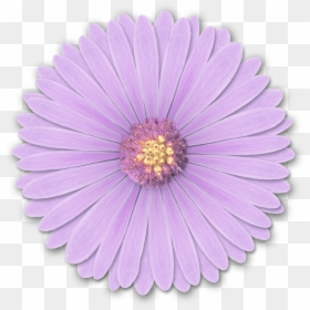 Flower Png For Edits, Transparent Png - purple flowers png