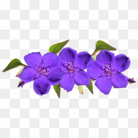 Violet Flower Png, Transparent Png - purple flowers png