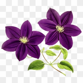 Purple Flowers Clip Art, HD Png Download - purple flowers png
